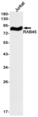 Anti-Rab45 Rabbit Monoclonal Antibody