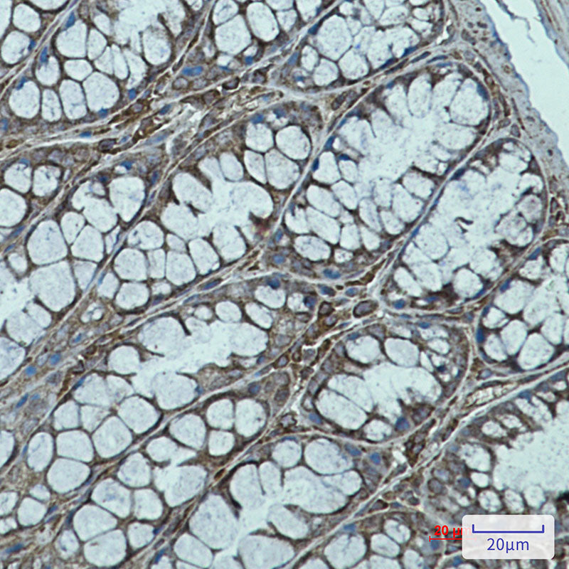 Anti-Rab7 Rabbit Monoclonal Antibody