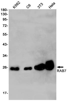 Anti-Rab7 Rabbit Monoclonal Antibody