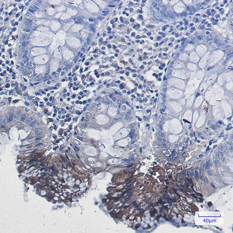 Anti-Rab9 Rabbit Monoclonal Antibody