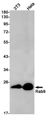 Anti-Rab9 Rabbit Monoclonal Antibody