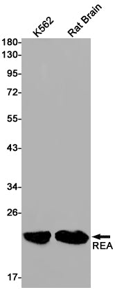 Anti-Rac3 Rabbit Monoclonal Antibody