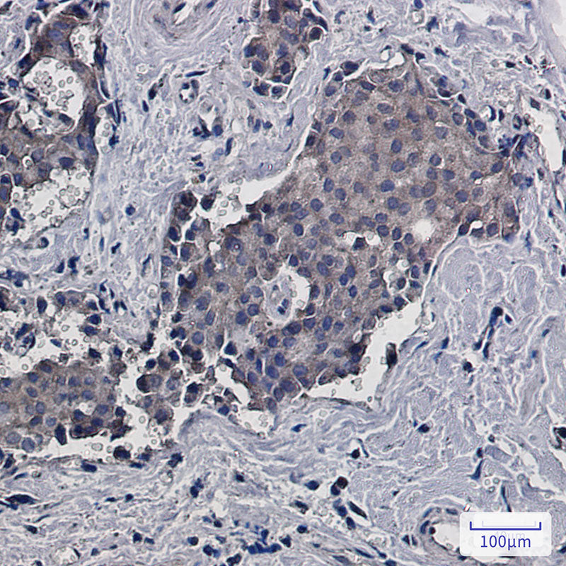 Anti-RACK1 Rabbit Monoclonal Antibody