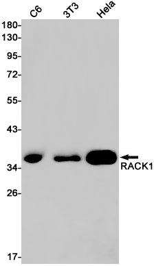 Anti-RACK1 Rabbit Monoclonal Antibody