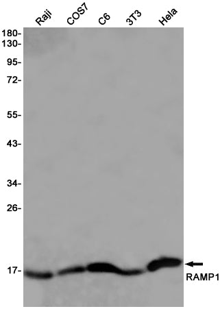 Anti-RAMP1 Rabbit Monoclonal Antibody
