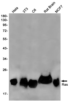Anti-GTPase NRAS Rabbit Monoclonal Antibody