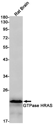 Anti-GTPase HRAS Rabbit Monoclonal Antibody