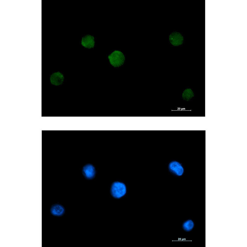Anti-RAVER2 Rabbit Monoclonal Antibody
