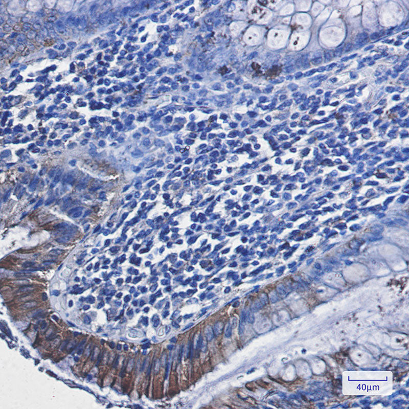 Anti-RAVER2 Rabbit Monoclonal Antibody