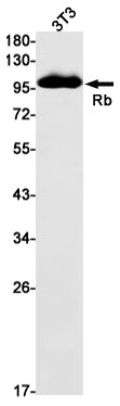 Anti-Rb Rabbit Monoclonal Antibody