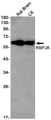 Anti-RBPJK Rabbit Monoclonal Antibody