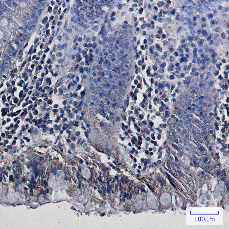 Anti-REA Rabbit Monoclonal Antibody
