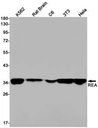 Anti-REA Rabbit Monoclonal Antibody