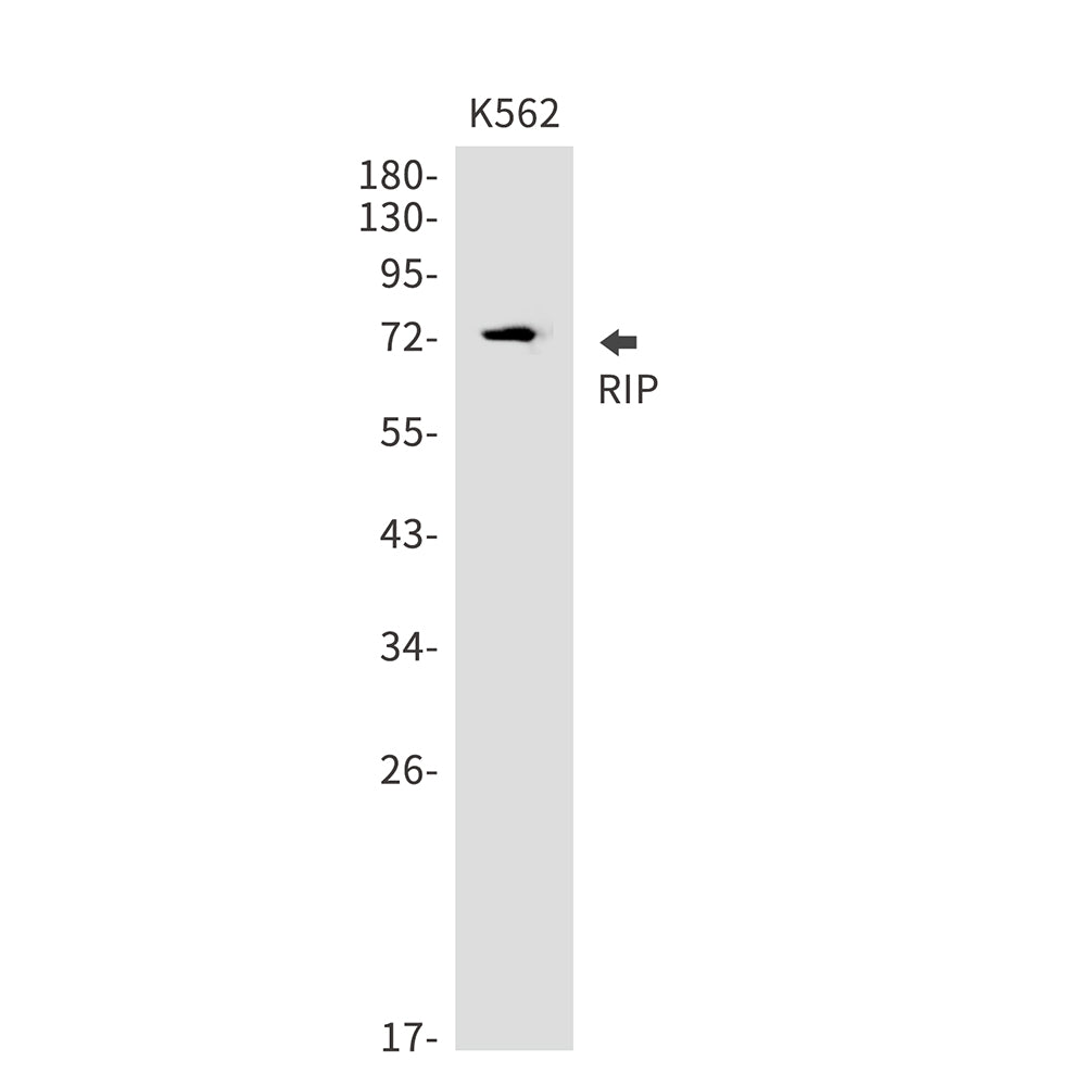 Anti-RIP Rabbit Monoclonal Antibody