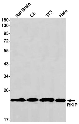 Anti-RKIP Rabbit Monoclonal Antibody
