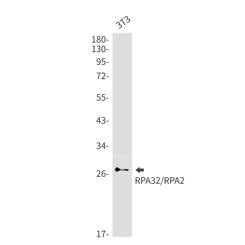 Anti-RPA32 Rabbit Monoclonal Antibody