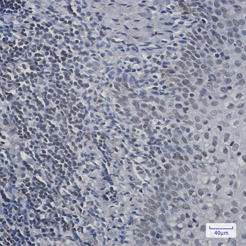 Anti-RPA32 Rabbit Monoclonal Antibody