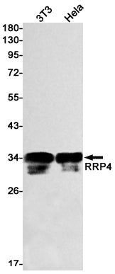 Anti-RRP4 Rabbit Monoclonal Antibody