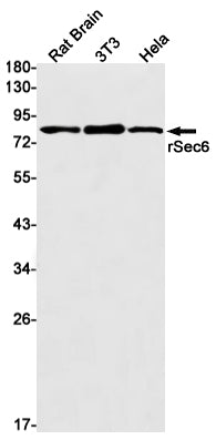 Anti-Exocyst Complex Component 3 Rabbit Monoclonal Antibody