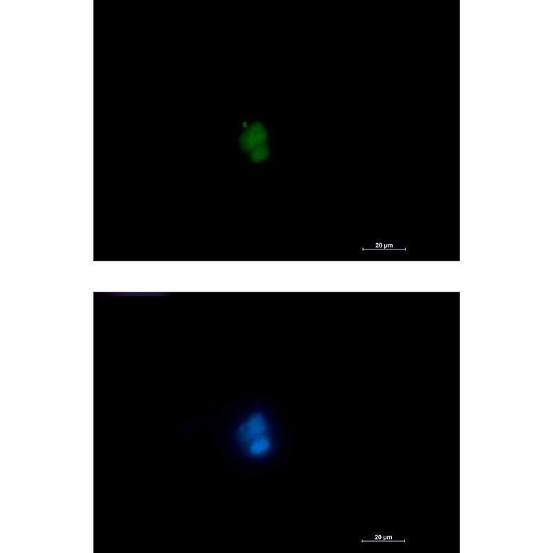 Anti-RUNX Rabbit Monoclonal Antibody