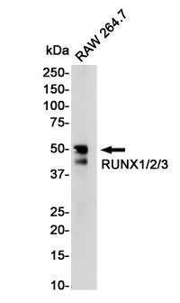 Anti-RUNX Rabbit Monoclonal Antibody