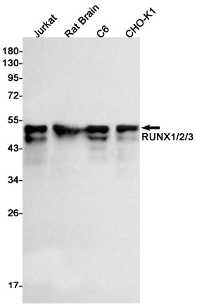 Anti-RUNX Rabbit Monoclonal Antibody