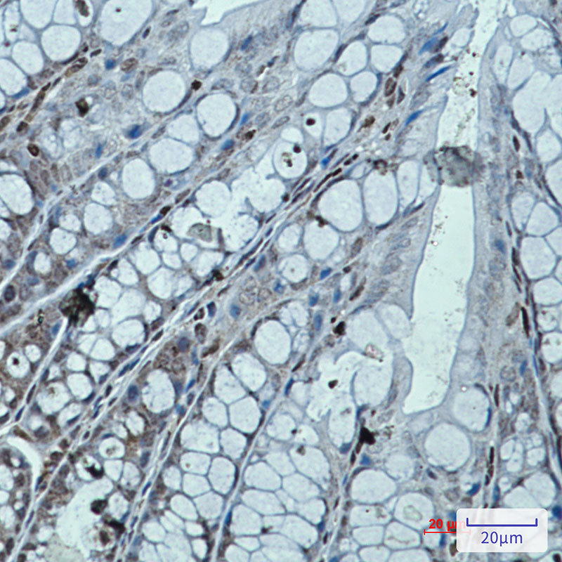 Anti-RUNX Rabbit Monoclonal Antibody