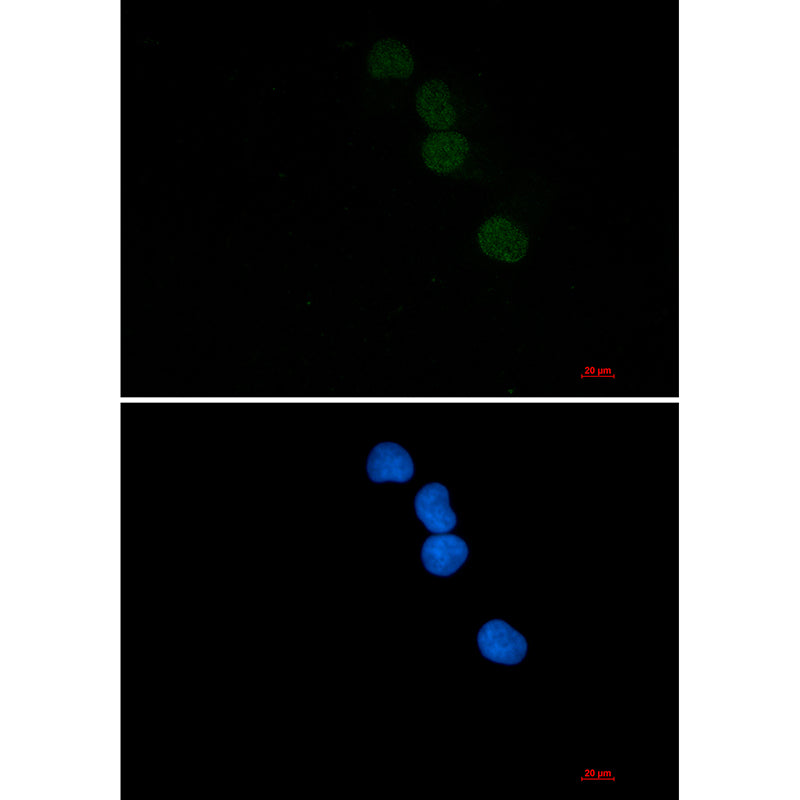 Anti-SAE1 Rabbit Monoclonal Antibody
