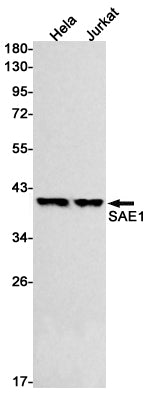 Anti-SAE1 Rabbit Monoclonal Antibody