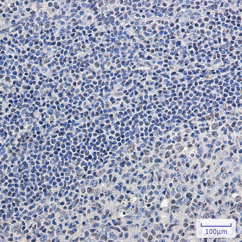 Anti-SC35 Rabbit Monoclonal Antibody