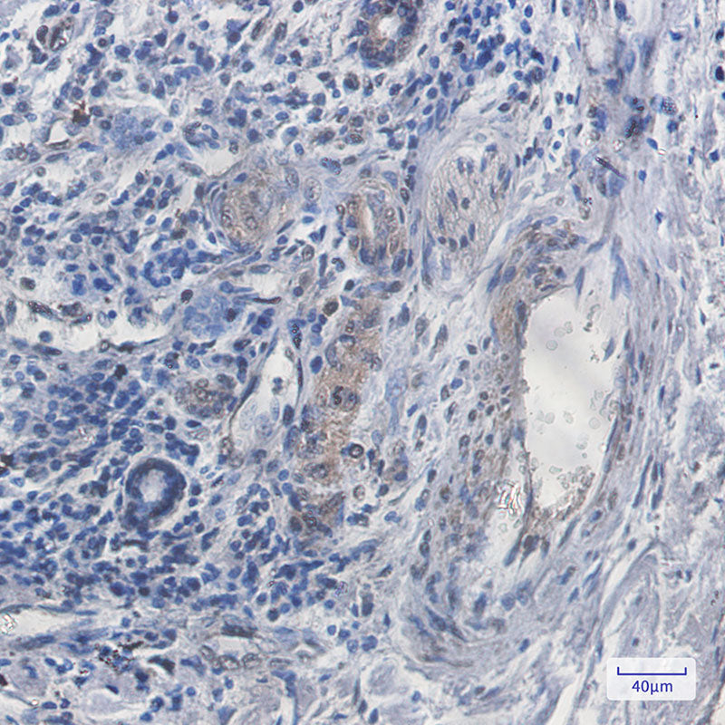 Anti-SCAI Rabbit Monoclonal Antibody