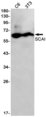 Anti-SCAI Rabbit Monoclonal Antibody