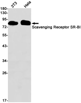 Anti-SCARB1 Rabbit Monoclonal Antibody