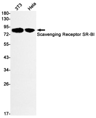 Anti-SCARB1 Rabbit Monoclonal Antibody