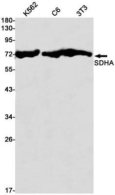 Anti-SDHA Rabbit Monoclonal Antibody