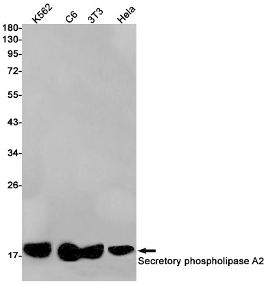 Anti-Secretory Phospholipase A2 Rabbit Monoclonal Antibody