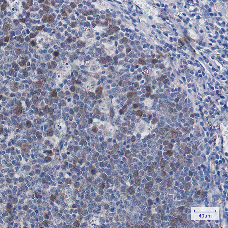 Anti-Securin Rabbit Monoclonal Antibody