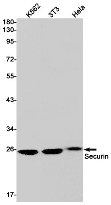 Anti-Securin Rabbit Monoclonal Antibody