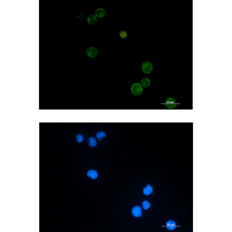 Anti-Semaphorin 4D Rabbit Monoclonal Antibody
