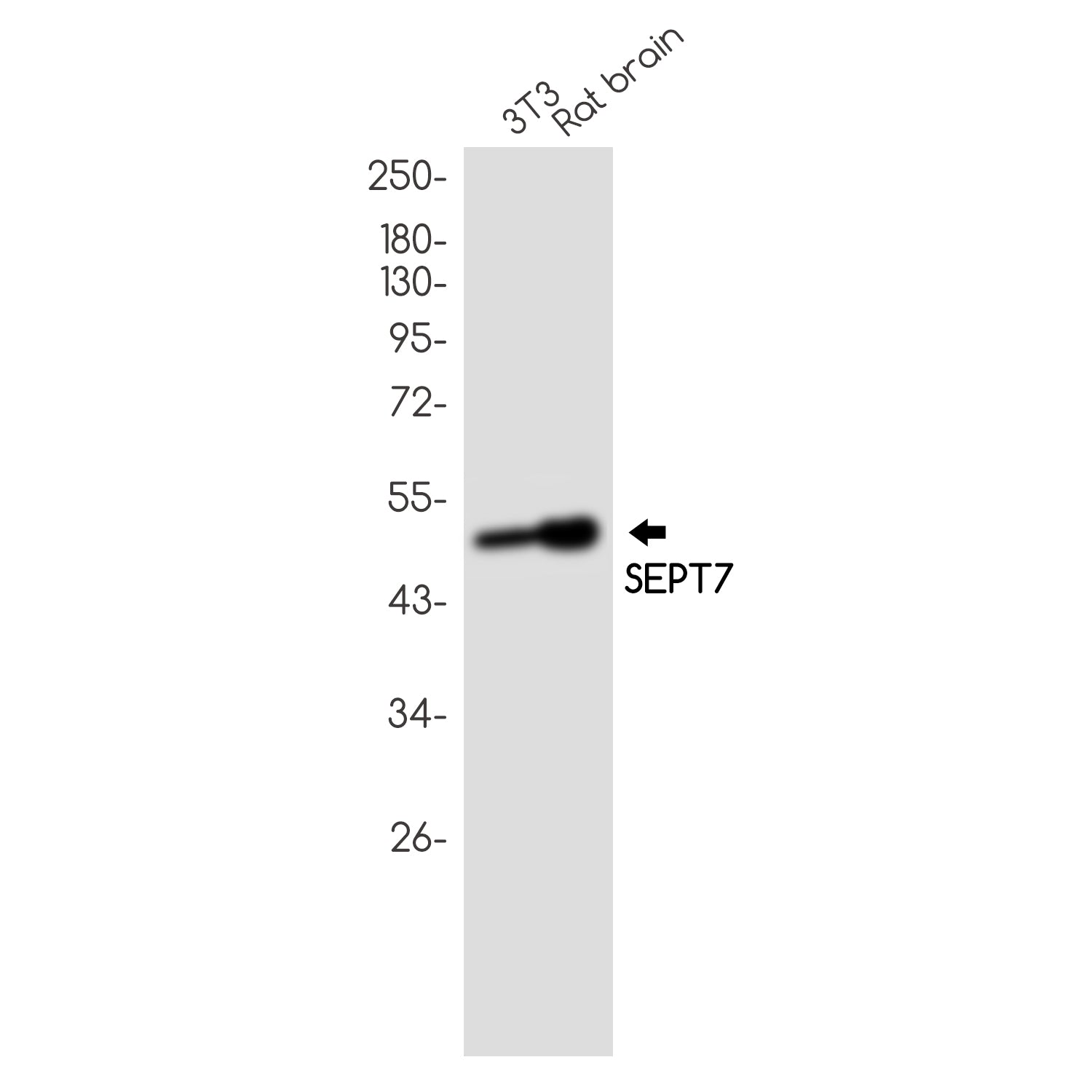 Anti-Septin 7 Rabbit Monoclonal Antibody