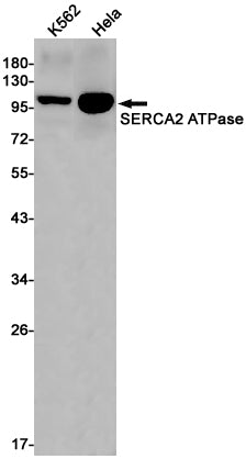 Anti-SERCA2 ATPase Rabbit Monoclonal Antibody