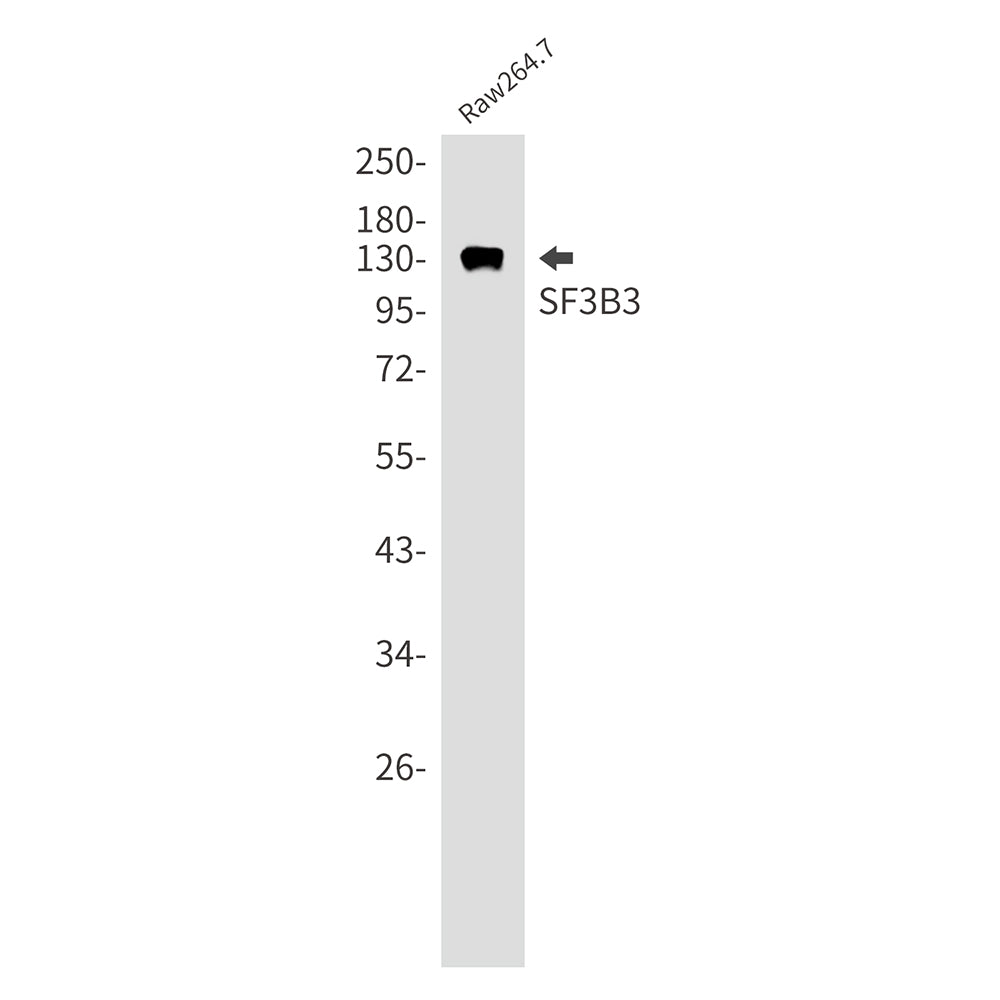 Anti-SF3B3 Rabbit Monoclonal Antibody