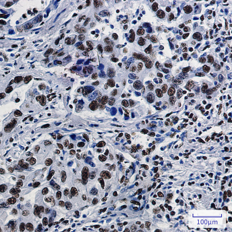 Anti-SFPQ Rabbit Monoclonal Antibody