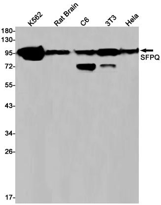 Anti-SFPQ Rabbit Monoclonal Antibody