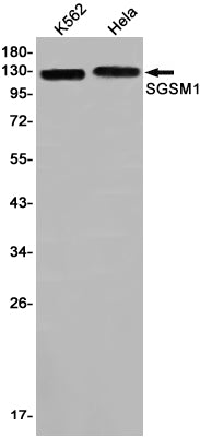 Anti-SGSM1 Rabbit Monoclonal Antibody