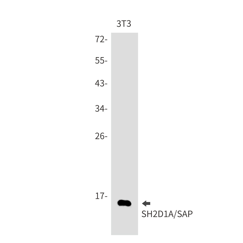Anti-SH2D1A Rabbit Monoclonal Antibody