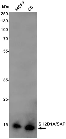 Anti-SH2D1A Rabbit Monoclonal Antibody