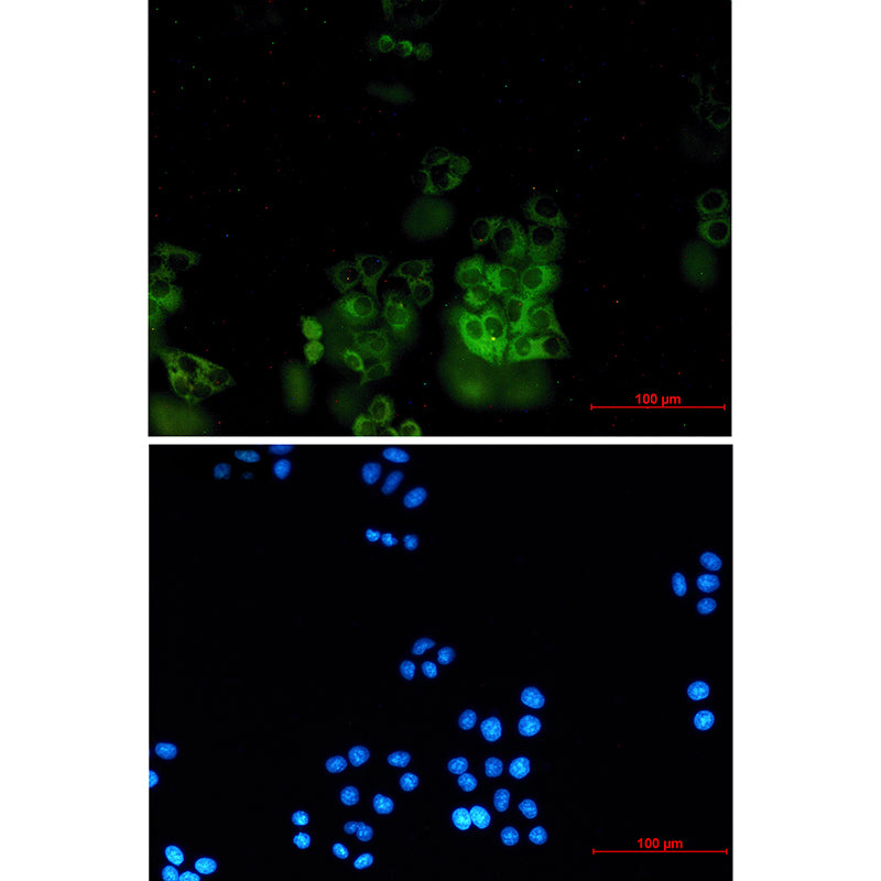 Anti-SNX9 Rabbit Monoclonal Antibody