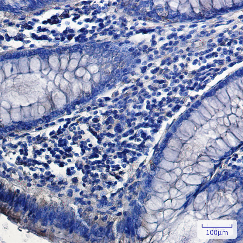 Anti-SNX9 Rabbit Monoclonal Antibody