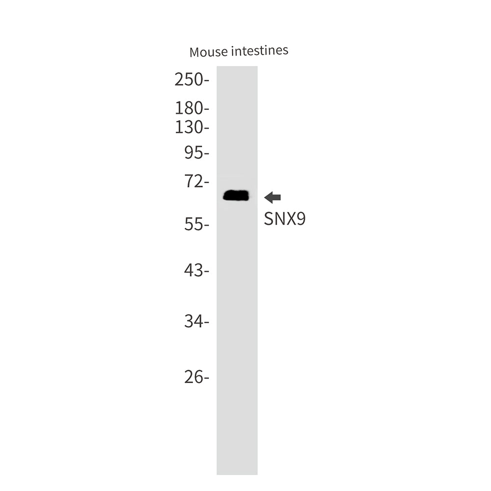 Anti-SNX9 Rabbit Monoclonal Antibody